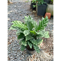 (Hỏa Tốc) Cây đuôi công để bàn 20-25cm (chỉ giao hoả tốc HCM)