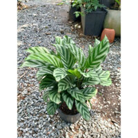 (Hỏa Tốc) Cây đuôi công để bàn 20-25cm (chỉ giao hoả tốc HCM)