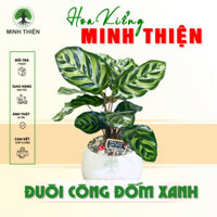 (Hỏa Tốc) Cây Đuôi Công Đốm Xanh Calathea Makoyana Để Bàn Decor Không Gian