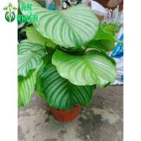 (Hỏa Tốc) Cây Đuôi Công Táo Xanh Cả Bầu 40cm Hàng Rẻ