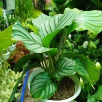 Hỏa Tốc Cây Đuôi Công Táo Xanh