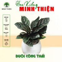 (Hỏa Tốc) Cây Đuôi Công Thái  để bàn kèm chậu gốm tráng men
