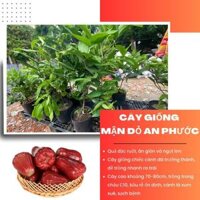 (HỎA TỐC) Cây giống mận An Phước (mận đỏ), cao 70-80cm, cây dễ trồng nhanh ra trái (Saigon garden)
