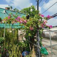 (Hỏa Tốc) Cây Hoa Giấy Leo ( hàng đẹp .sẵn hoa )