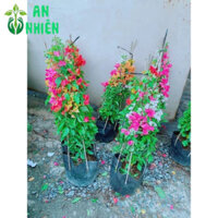 (Hỏa Tốc) Cây Hoa Giấy Leo Tường Tốt(1 bụi)