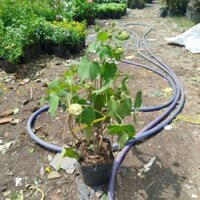 (Hỏa Tốc) Cây Hoa Phù Dung ( hàng đẹp)