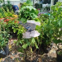 (Hỏa Tốc) Cây Hoa Phù Dung Lớn ( hàng đẹp)