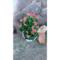 (Hỏa Tốc) Cây Hoa Sống Đời Thái