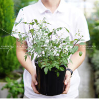 [Hoả Tốc] Cây Hồng Bạch Trà - Nở Hoa Quanh Năm | Đã Thay Chậu - Jun Garden Premium