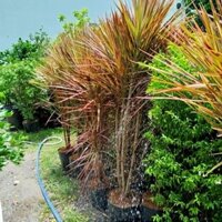 Hỏa tốc Cây Huyết Dụ Kiếm Lớn ( cao 1.5m hàng đẹp)