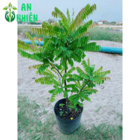 (Hỏa Tốc) Cây Khế Tàu Cây Giống Cho Sai Trái