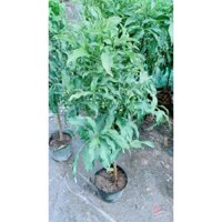 (Hỏa Tốc) Cây Kim Ngân Lượng