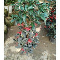 Hỏa Tốc cây kim ngân lượng