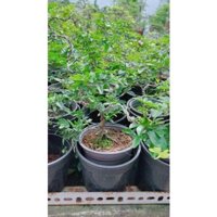 (Hỏa Tốc) Cây Kim Quýt Bonsai