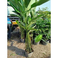 (Hỏa Tốc) Cây Lá Dong (chỉ giao hoả tốc)