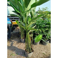 (Hỏa Tốc) Cây Lá Dong (chỉ giao hoả tốc)