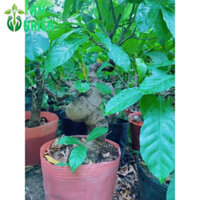 (Hỏa Tốc) Cây Lộc Vừng Bonsai