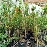 (Hỏa Tốc) Cây Lựu Thái ( sẵn hoa .đep)