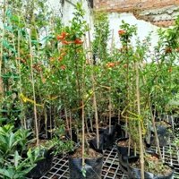 (Hỏa Tốc ) Cây Lựu Thái ( sẵn hoa .đep)