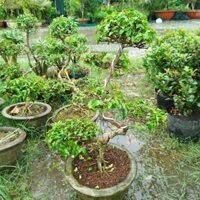(Hỏa Tốc ) Cây Mai Chiếu Thủy Bonsai ( hàng đẹp)