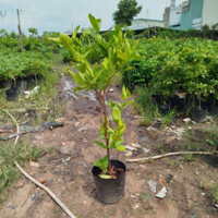 (Hỏa Tốc) Cây Mận ( Cây Mận Đỏ An Phước ) mận cho siêu trái