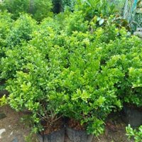 Hỏa tốc Cây Ngâu Hoa Vàng ( hàng sẵn nụ .sẵn hoa )