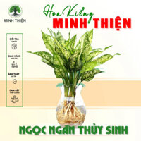 (Hỏa Tốc) Cây Ngọc Ngân thủy sinh để bàn chậu thủy tinh
