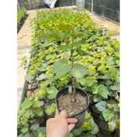 (HỎA TỐC) Cây nho giống, dễ trồng và nhanh cho quả (nho kẹo, bailey, mẫu đơn, móng tay đen-hồng) - Vườn Sài Gòn