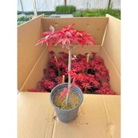 Hỏa tốc Cây Phong Lá Đỏ 25cm