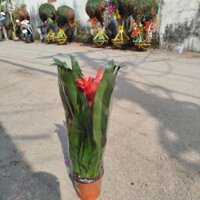 [Hỏa Tốc] Cây Phong Lộc Hoa ( hàng đẹp )