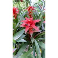 (Hỏa Tốc) Cây Phong Lộc Hoa