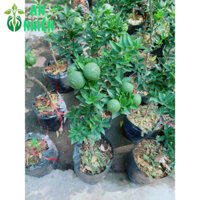 (Hỏa Tốc) Cây Quýt Nhật