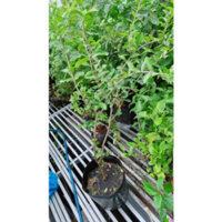 (Hỏa Tốc) Cây Sơ Ri Cho Sai Trái