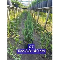 Hỏa Tốc Cây Sơn Tùng 38-40cm