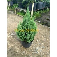 Hỏa Tốc Cây Sơn Tùng Cao 50-60cm