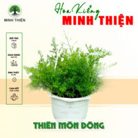 (Hỏa Tốc) Cây Thiên Môn Đông kèm chậu treo, cây Trúc Thiên môn sum suê