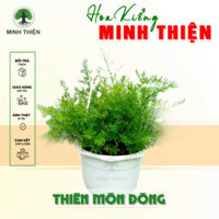 (Hỏa Tốc) Cây Thiên Môn Đông kèm chậu treo, cây Trúc Thiên môn sum suê