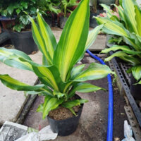 (Hỏa Tốc) Cây Thiết Mộc Lan ( cây phát tài )