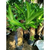 (Hỏa Tốc ) Cây Thiết Mộc Lan (cao 60)cm