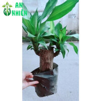 (Hỏa Tốc) Cây Thiết Mộc Lan