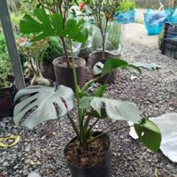 (Hỏa Tốc) Cây Trầu Bà Lá Xẻ ( Montera) lá 38cm