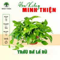 (Hỏa Tốc) Cây Trầu Bà Treo lá rũ, cây Vạn Niên Thanh chậu treo