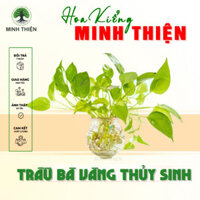 (Hỏa Tốc) Cây Trầu Bà Vàng, Trầu Bà Xanh thủy sinh để bàn kèm chậu thủy tinh
