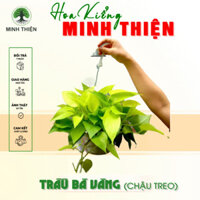 (Hỏa Tốc) Cây Trầu Bà Vàng chậu treo ban công cỡ lớn
