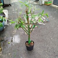 (Hỏa Tốc) Cây Trúc Quân Âm ( 80 đến 1m)