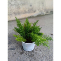 (Hỏa Tốc) Cây tùng đuôi chồn 20-30cm (chỉ giao hỏa tốc HCM)