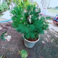 (Hỏa Tốc) Cây Tùng Nho