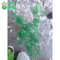 (Hỏa Tốc) Cây Tùng Nho