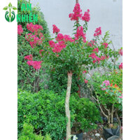 (Hỏa Tốc) Cây Tường Vi Lớn Cao Hàng Đẹp