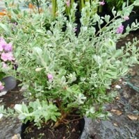 (Hỏa Tốc ) Cây Tuyết Sơn Phi Hồng ( sẵn hoa)